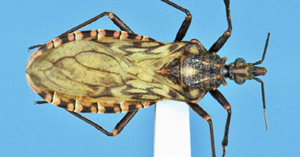 Fiocruz participou da descrição de 260 novas espécies nos últimos 10 anos