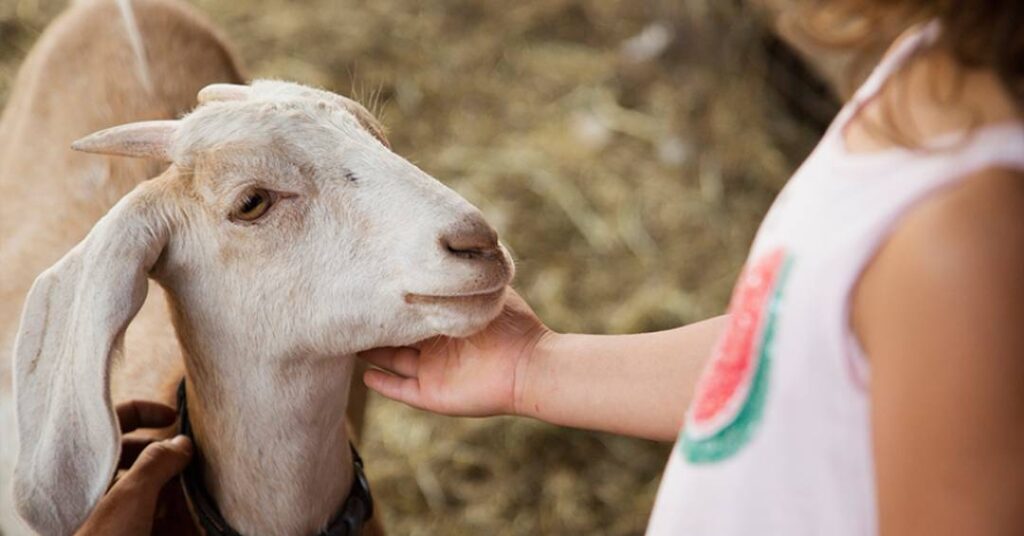 G.O.A.T: competição de comida vai definir qual é a melhor cabra