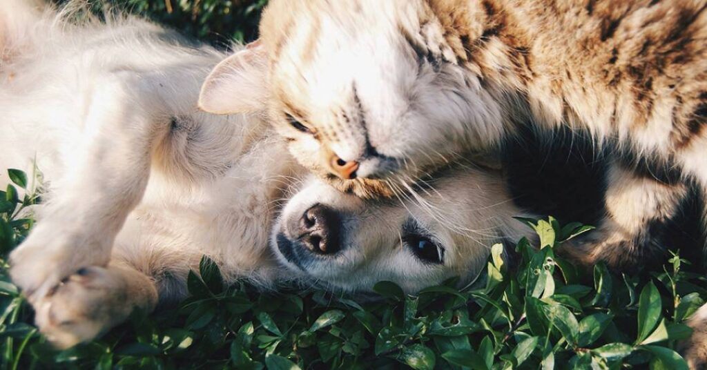 No Brasil, os vira-latas reinam soberanos – e se chamam Mel, Luna e Thor