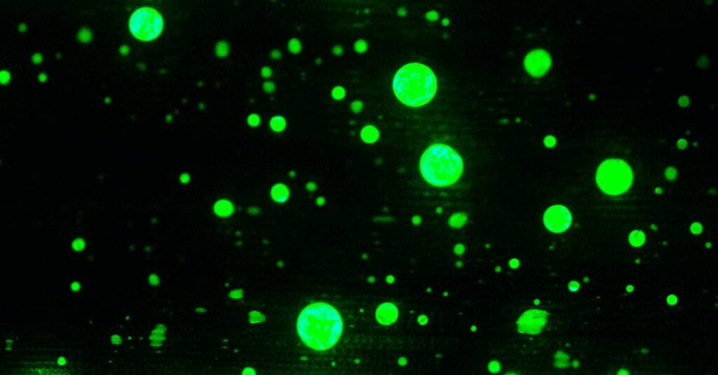 Cientistas criaram lasers comestíveis. Para que eles servem?
