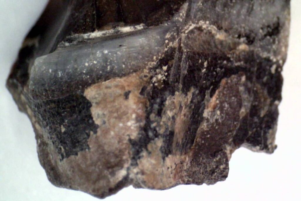 Cientistas extraem proteínas de dente de rinoceronte – 10/07/2025 – Ciência