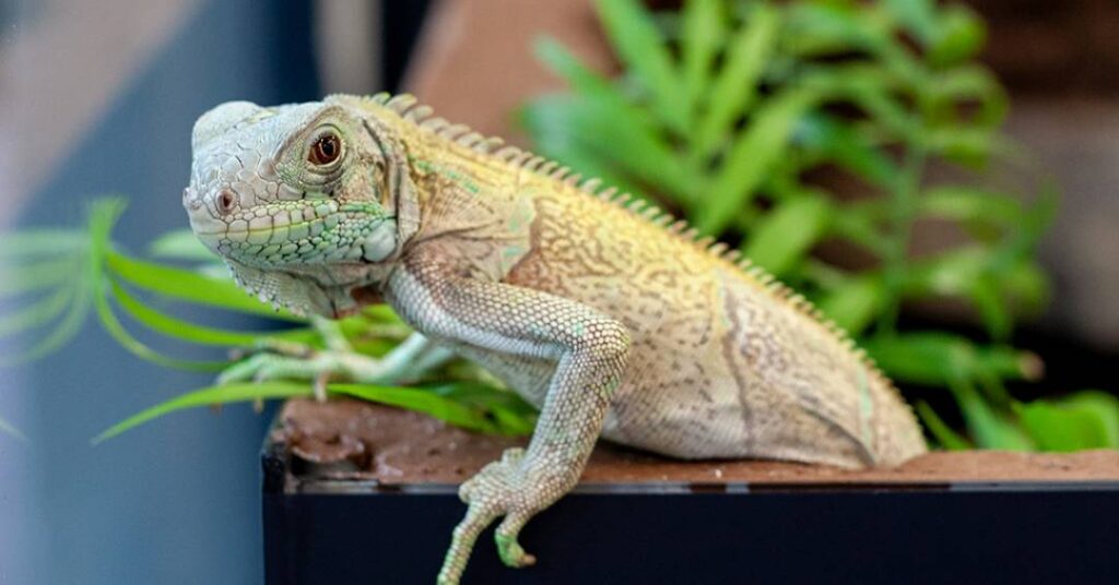 Barbecue: iguana resgatada dos maus tratos agora vive no Instituto Butantan