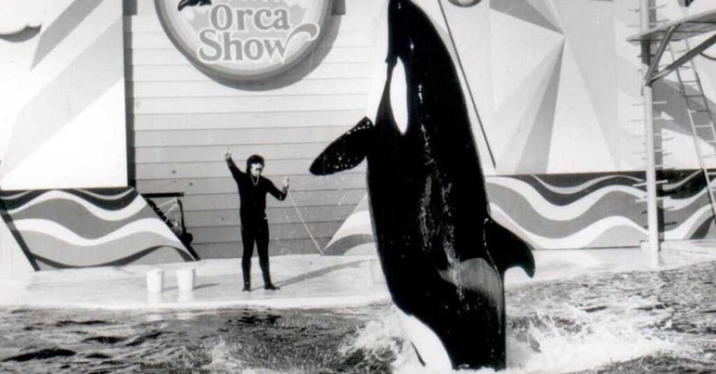 O Brasil já foi palco de um show de orcas – que terminou em tragédia