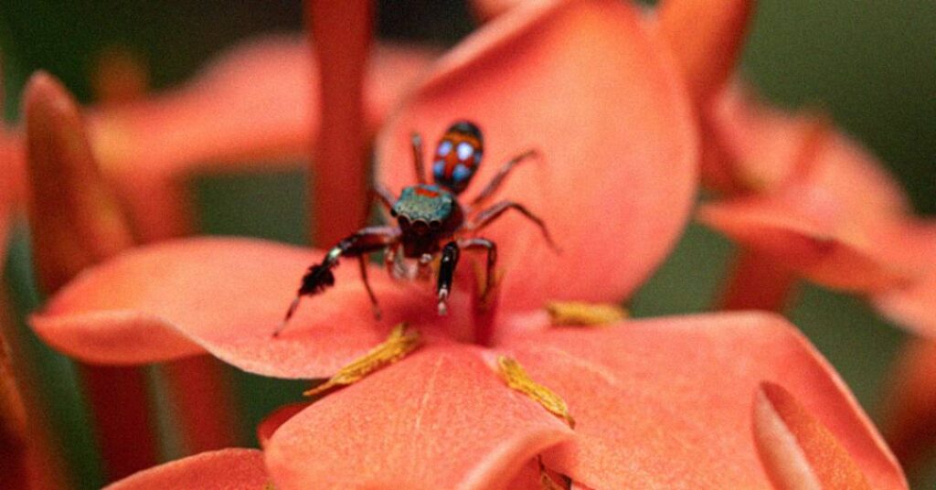 Essa aranha “imita” uma formiga para evitar ser comida; veja vídeo