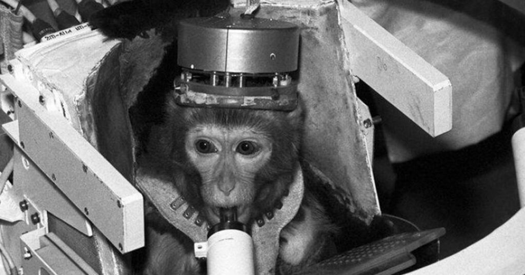 Os 10 primeiros animais que foram ao espaço