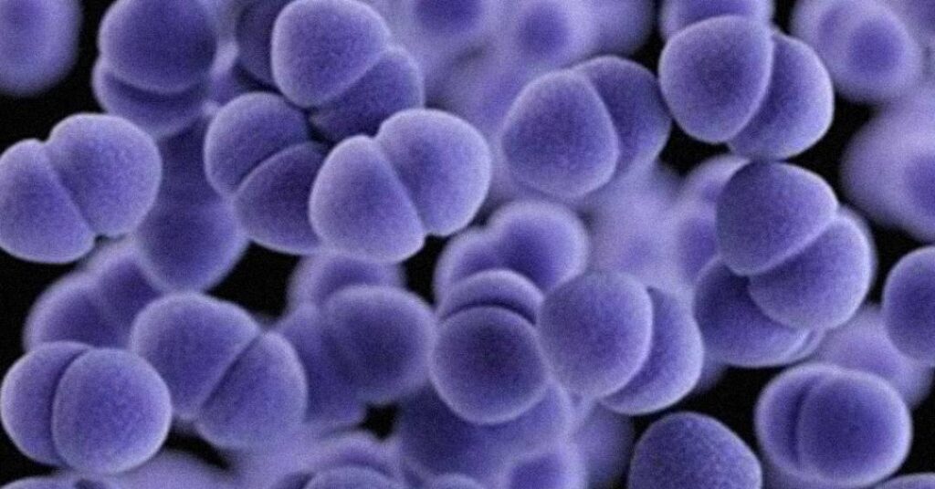 Gene mutante pode ser solução contra uma superbactéria de infecção hospitalar