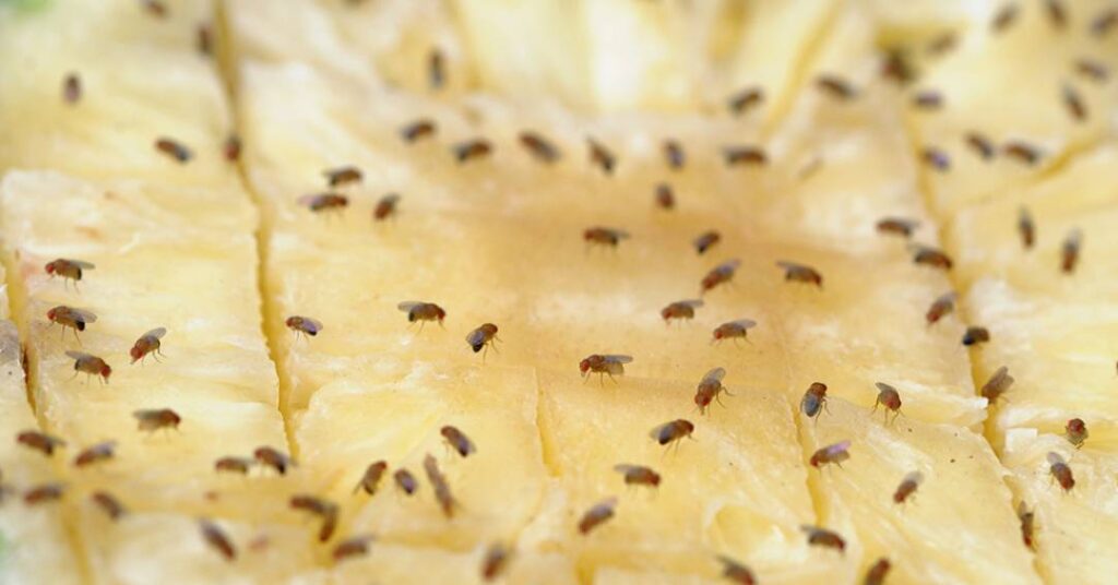 Gigante em miniatura: a importância das moscas drosófilas para a pesquisa biomédica brasileira