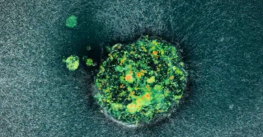 Pela primeira vez, cientistas registram momento em que embrião humano se fixa no útero