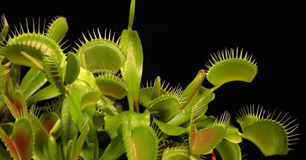Por que plantas carnívoras nunca cresceram o bastante para devorar humanos?