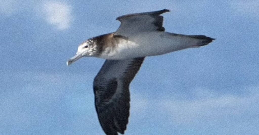 Seis cocôs por hora: como esta ave marinha fertiliza o oceano sem nem pousar