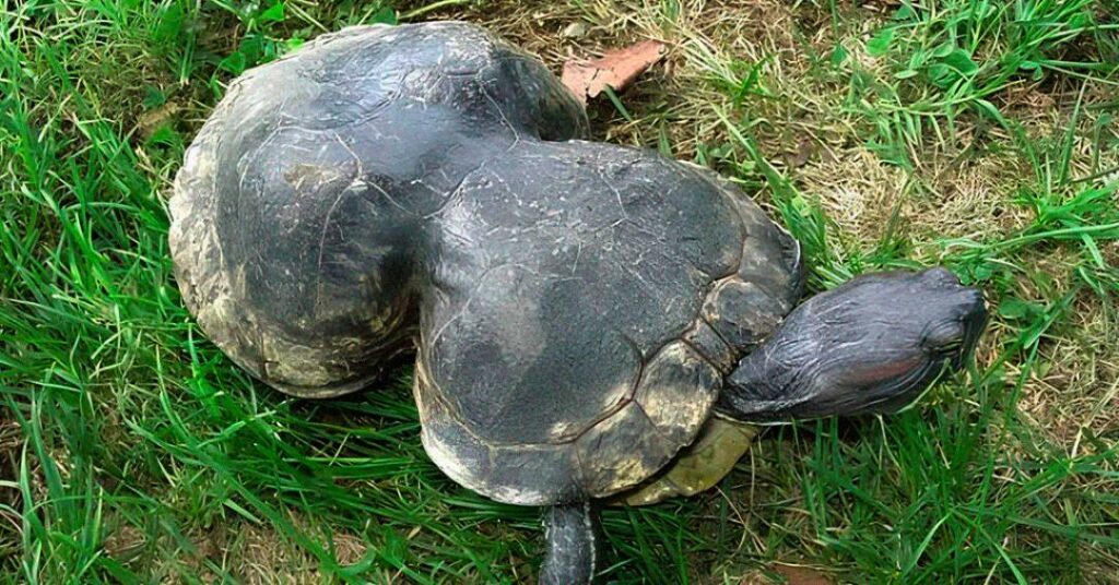Peanut, tartaruga deformada por plástico, completa 41 anos e ganha festa de aniversário