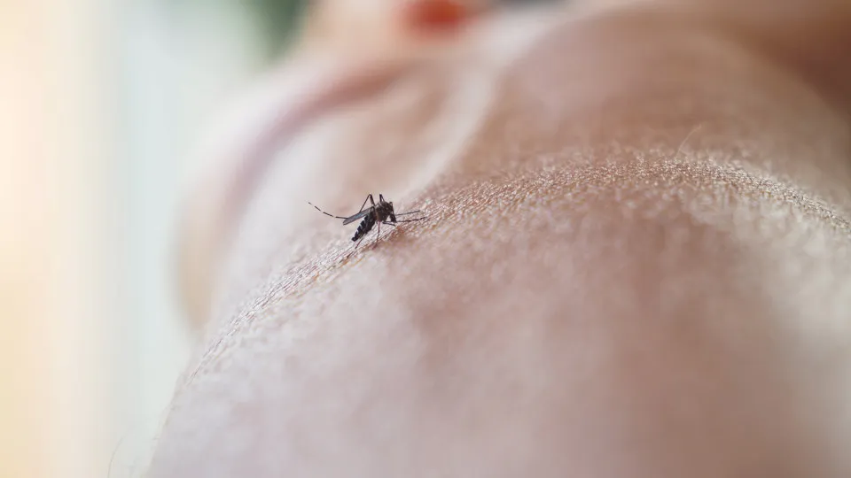 Saiba como prevenir e tratar picadas de mosquitos