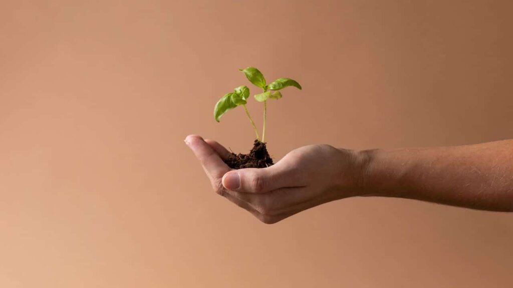 Barriga solidária: entenda como funciona o processo