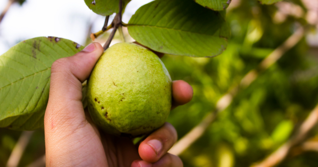 Receita simples com goiaba surpreende quem acha que só a laranja tem vitamina C – Pais e Filhos