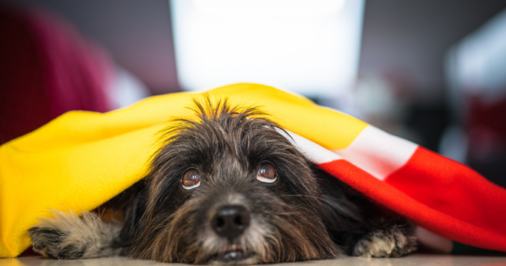 como proteger os pets do barulho dos fogos e evitar sustos na virada – Pais e Filhos
